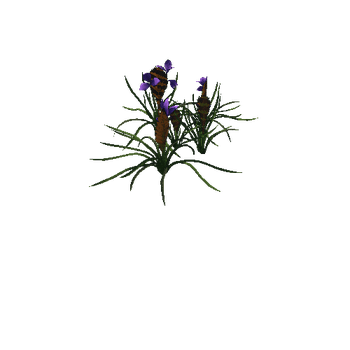 Flower Tillandsia cyanea 2